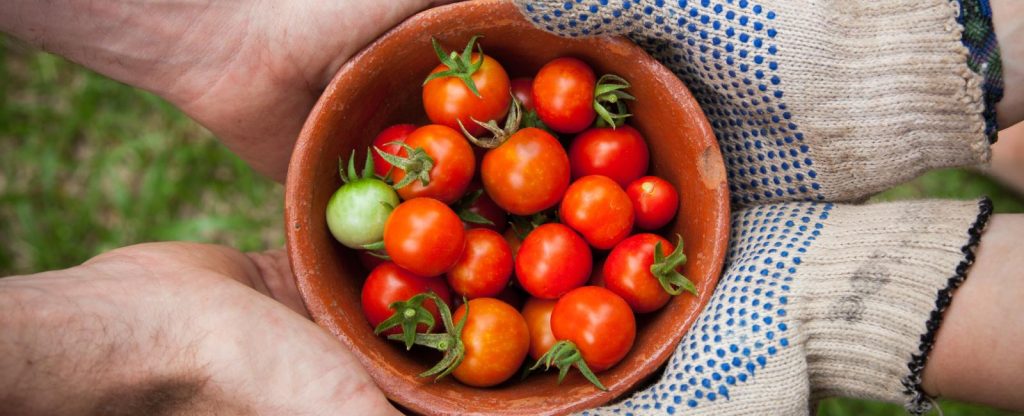 Little tomatoes in a bowl
